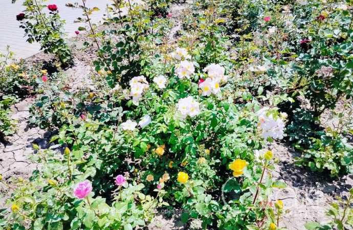 троянди в Одесі