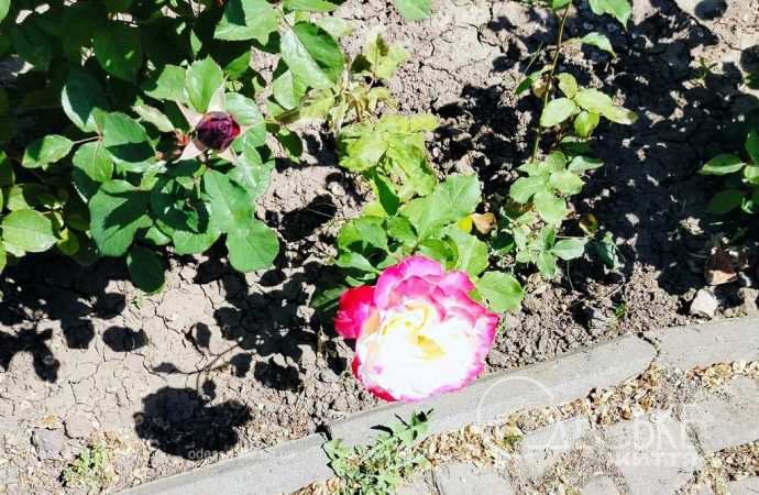 троянди в Одесі