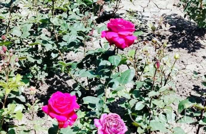 троянди в Одесі