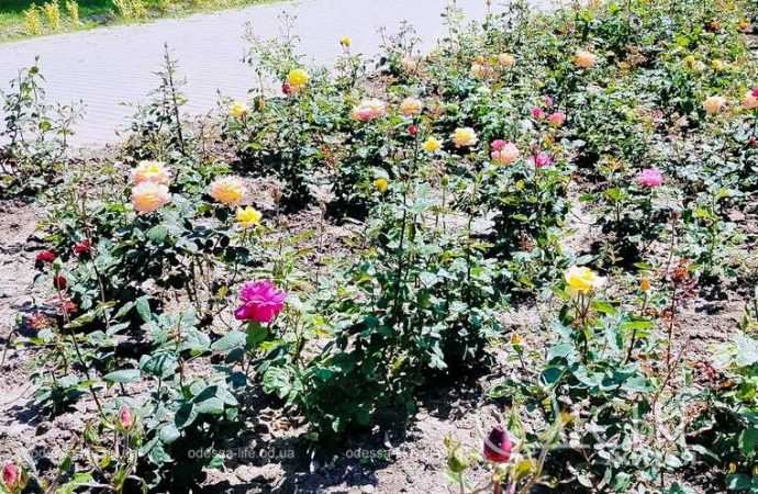 троянди в Одесі