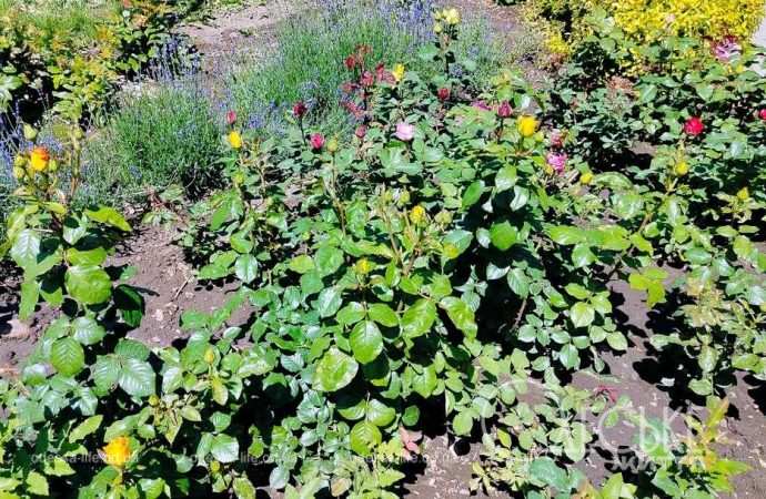 троянди в Одесі