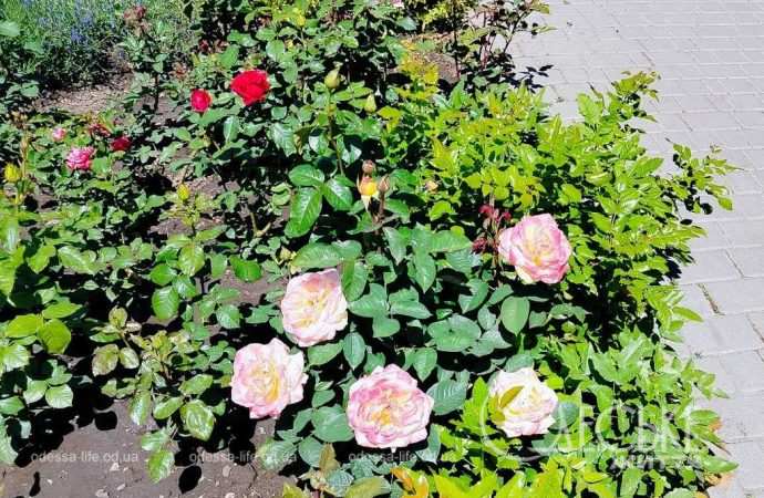 троянди в Одесі