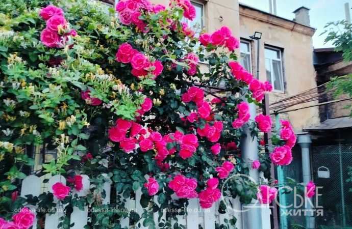 троянди в Одесі