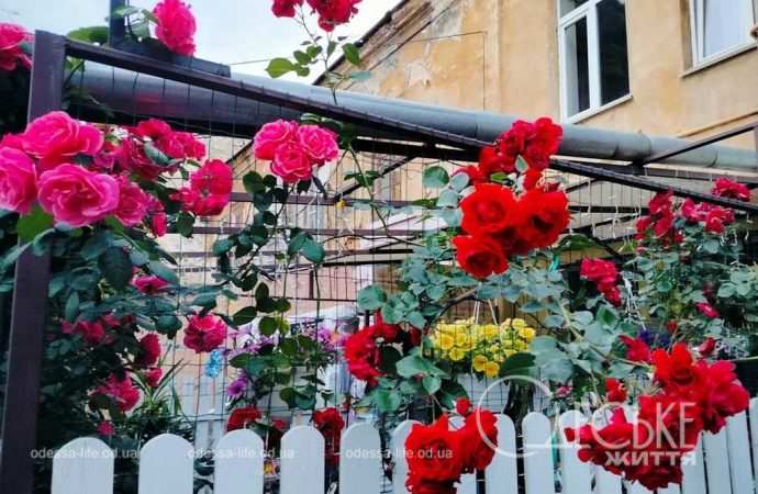 троянди в Одесі
