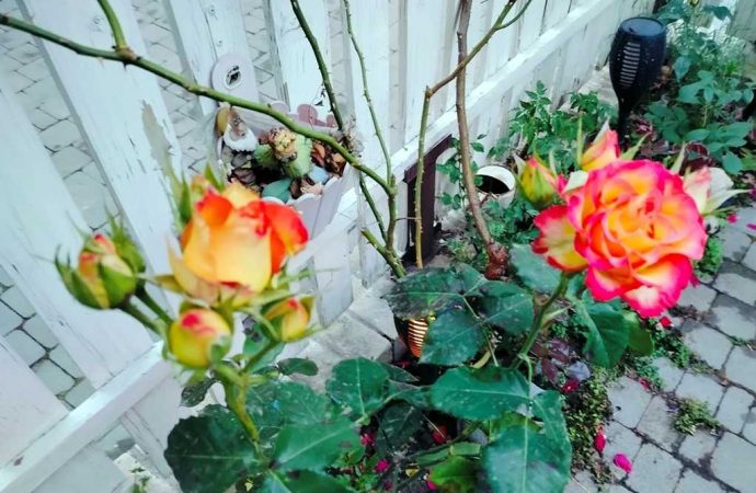 троянди в Одесі