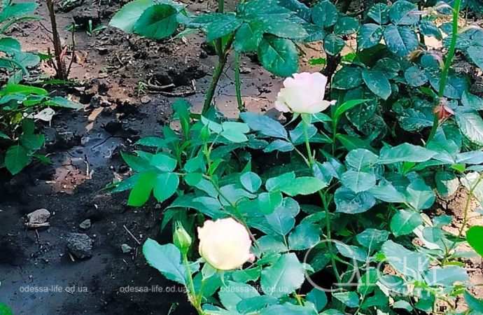 троянди в Одесі