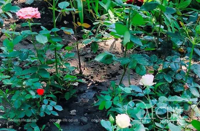 троянди в Одесі