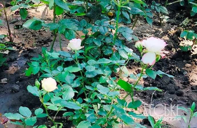 троянди в Одесі