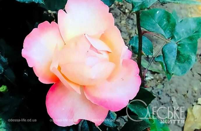 троянди в Одесі