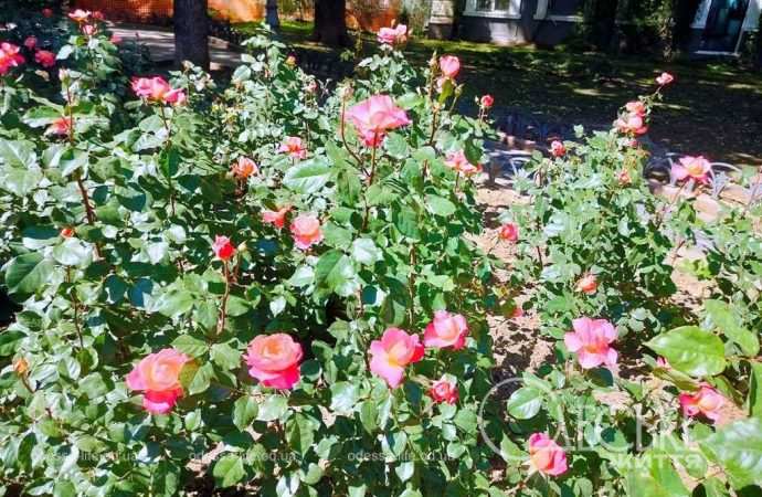 троянди в Одесі