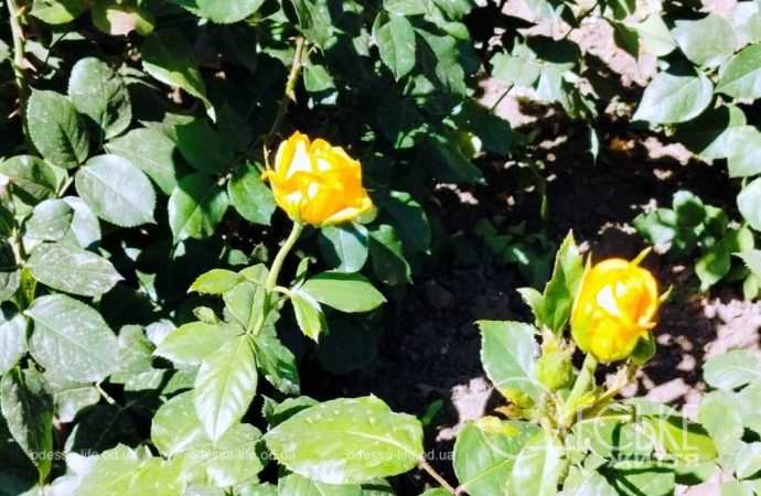 троянди в Одесі