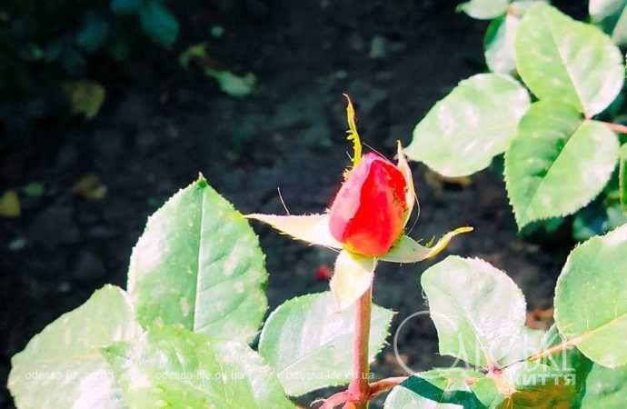 троянди в Одесі