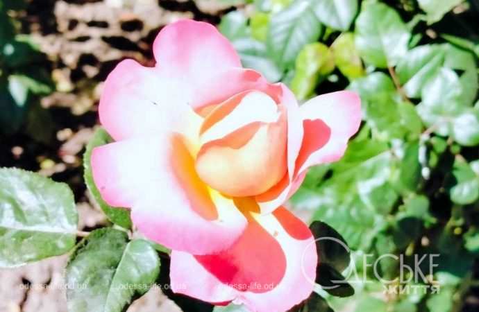 троянди в Одесі