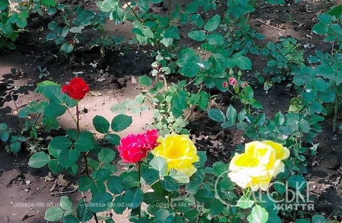 троянди в Одесі
