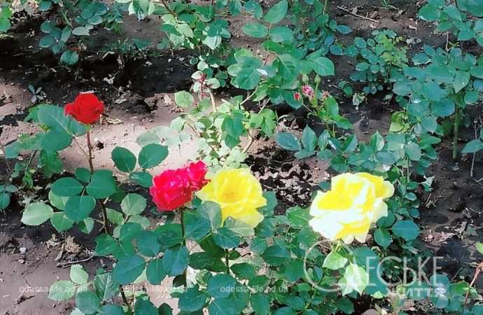 троянди в Одесі