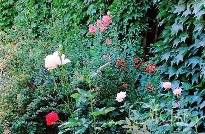 троянди в Одесі