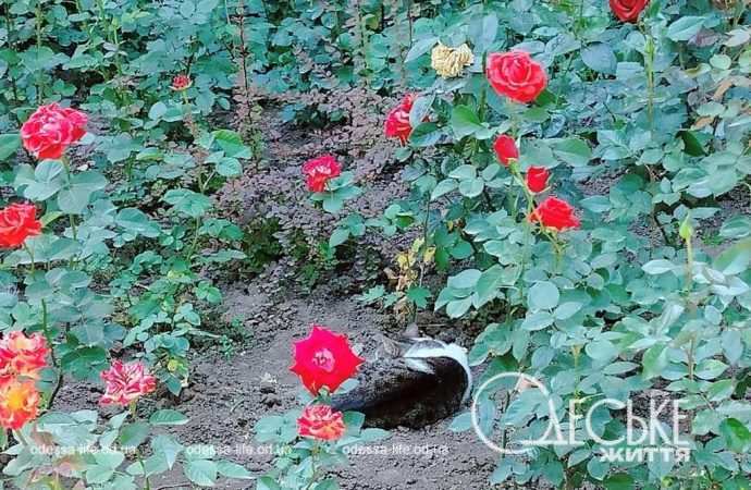 троянди в Одесі