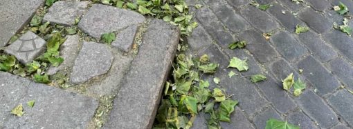 З одеських платанів опадає зелене листя: чи це небезпечно