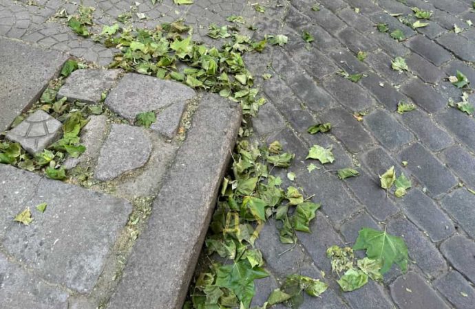 У одесских платанов опадают зеленые листья: опасно ли это