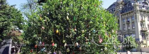 В одесском Городском саду появилось чудо-дерево (фото, видео)