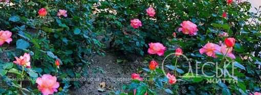Травень по-одеськи: королівська краса троянд і їхня символіка