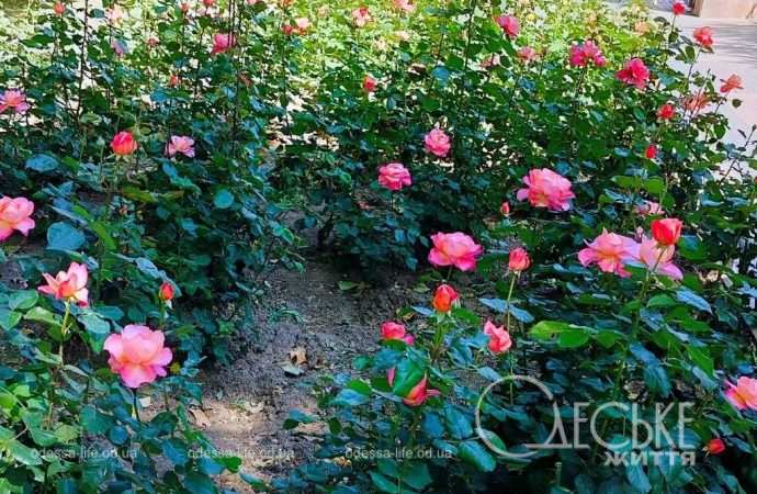 Май по-одесски: королевская красота роз и их символика