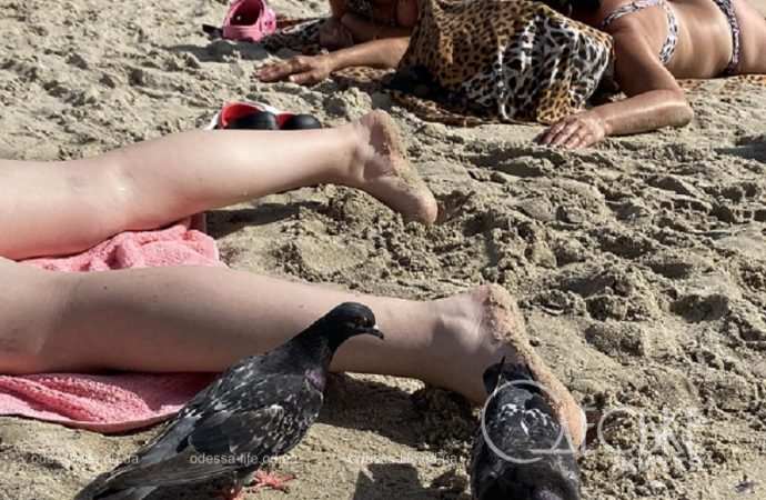 На пляже в Аркадии, голуби