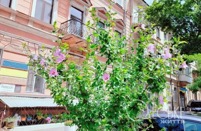 Июнь в центре Одессы, зеленое дерево