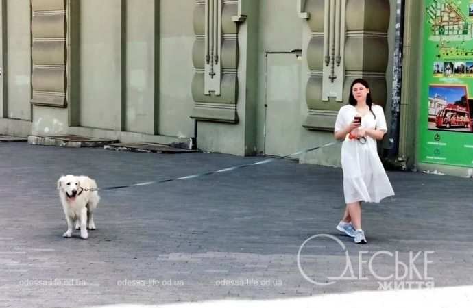 Июнь в центре Одессы, девушка и собака