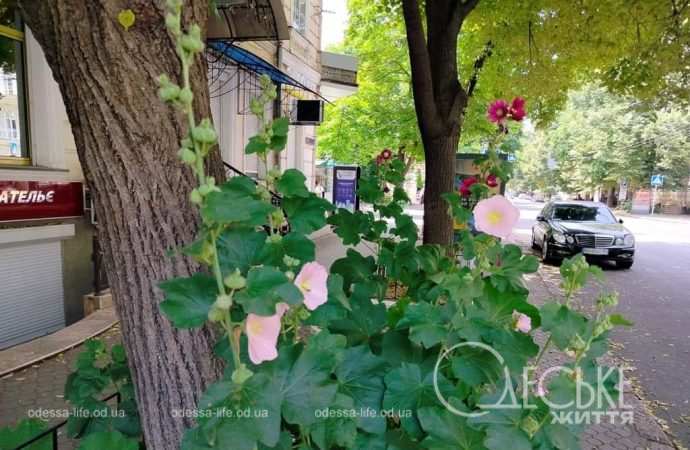 Июнь в центре Одессы, мальва