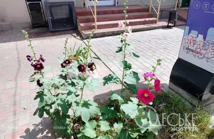 Июнь в центре Одессы, летние цветы