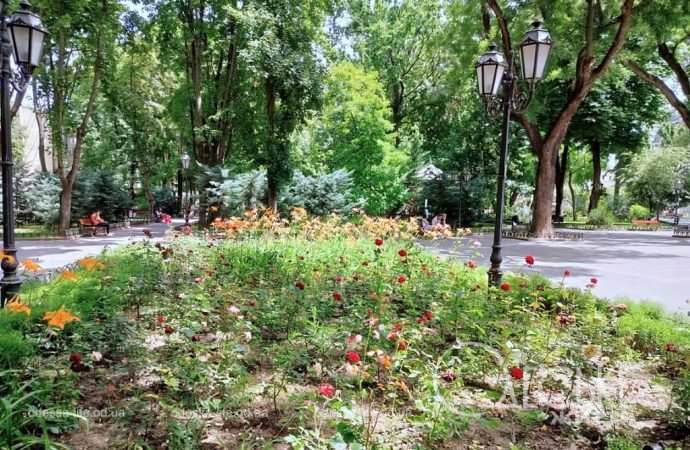 Июнь в центре Одессы, цветы