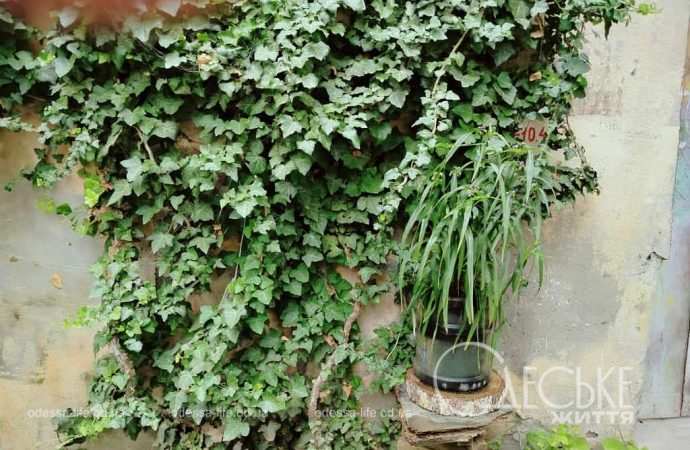 Июнь в Одессе, плющ