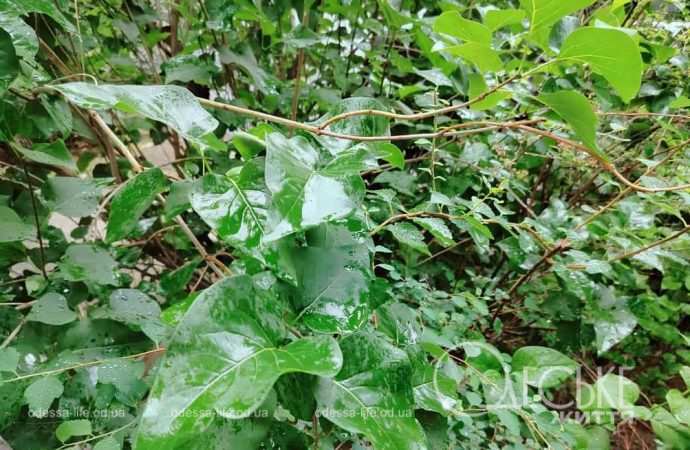 Июнь в Одессе, листья после дождя