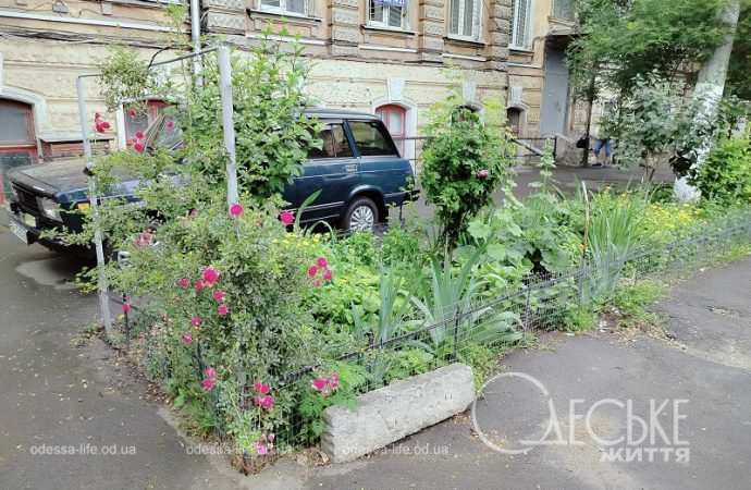 Июнь в Одессе, газон