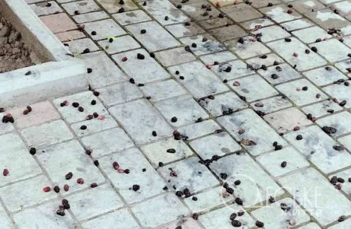 Июнь в Одессе, асфальт