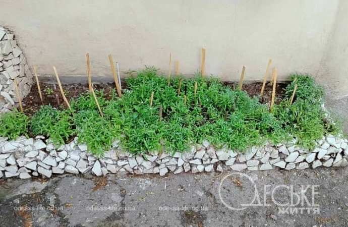 Июнь в Одессе,