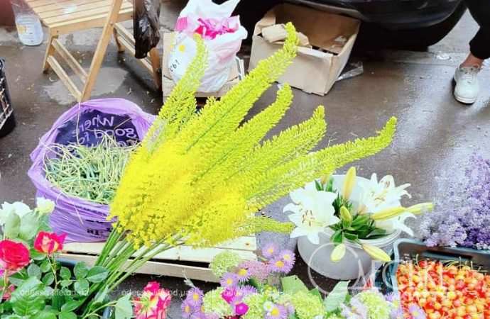 Июнь в Одессе, цветы