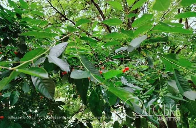 Июнь по-одесски, после дождя