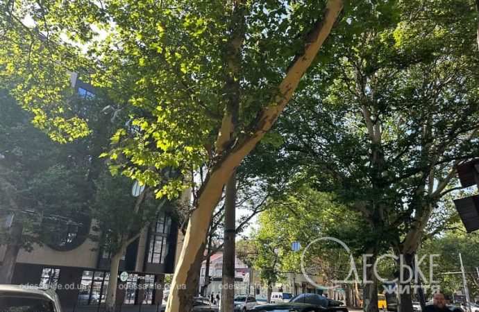 Ветер сдул кору с платанов, Одесса