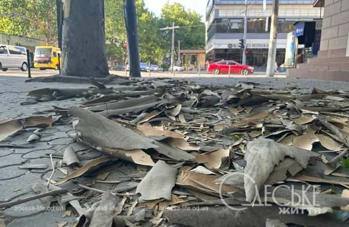 Кора с платанов на Ришельевской в Одессе
