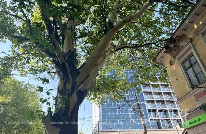 Кора с платанов