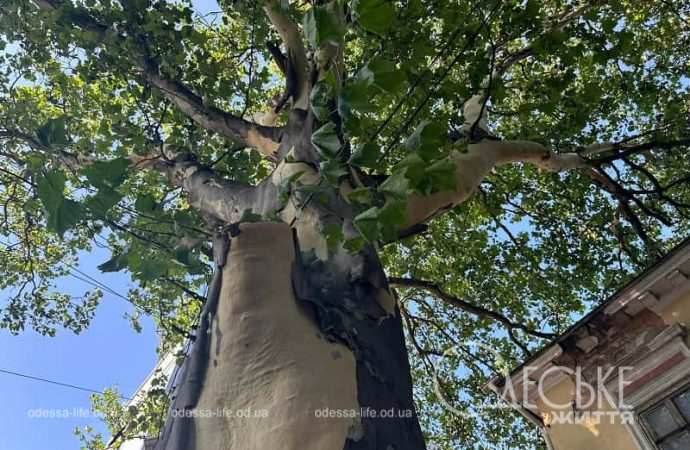 Одесский платан без коры