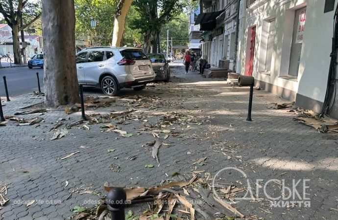 Кора с платанов в Одессе