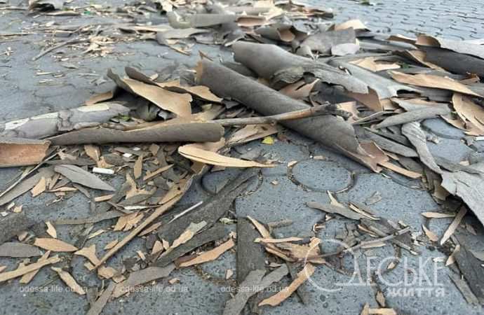 Кора с одесских платанов