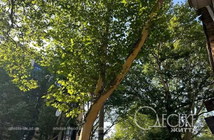 Одесский платан