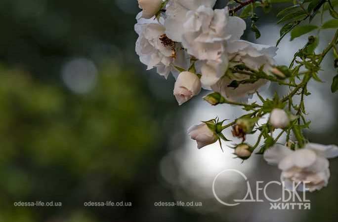 Одеський ботанічнний сад 01