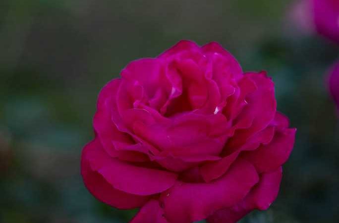 Одеський ботанічнний сад 01