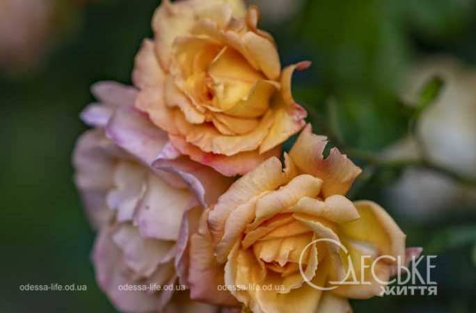 Одеський ботанічнний сад 01