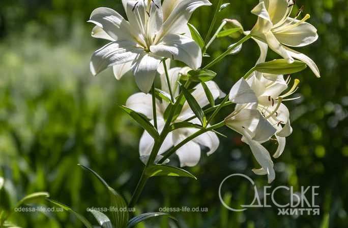 Одеський ботанічнний сад 01